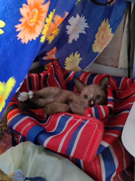 ตามหาเจ้าของแมว อ้อนเก่ง(เมื่อสนิทแล้ว)
ขี้เล่น
พลังเยอะ
เข้ากระบะทรายเป็น