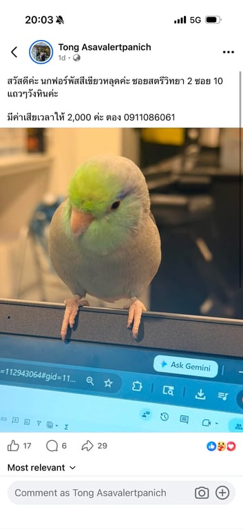 ตันตัน
