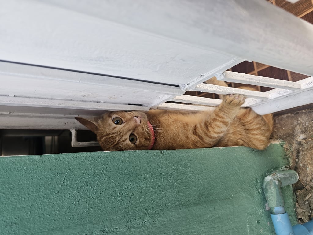 ตามหาเจ้าของแมว แมวส้ม ขี้กลัว ยังเด็กอยู่ เชื่องมากๆ