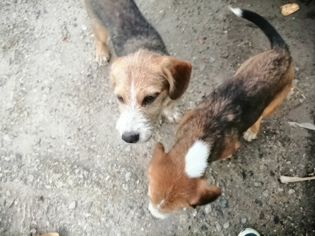 ตามหาเจ้าของหมา 