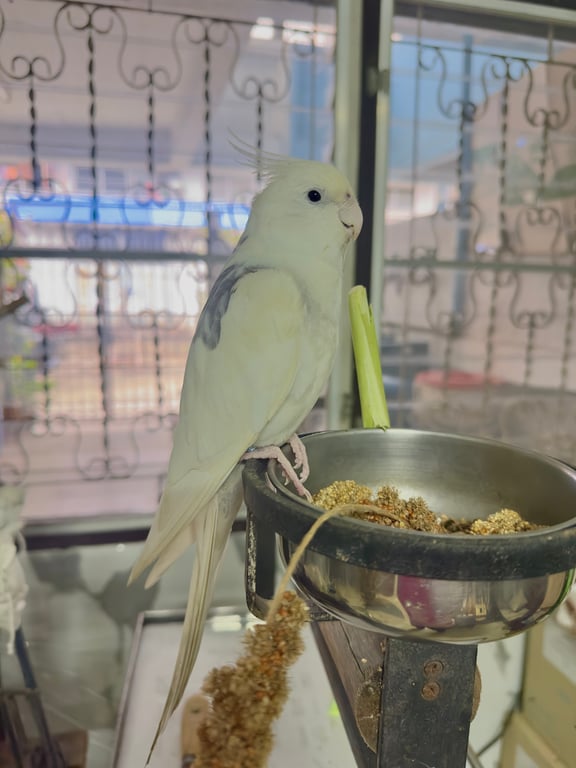 ซูกัส