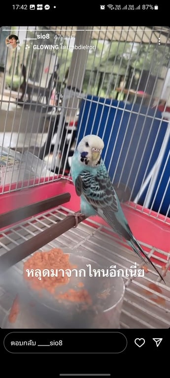 ตามหาเจ้าของนก ตัวสีฟ้า จุดดำ หัวสีขาว