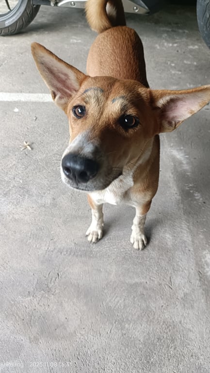 ตามหาเจ้าของหมา ตามีคนเติมคิ้ว หางงอ สีน้ำตาลลายขาว เชื่อง