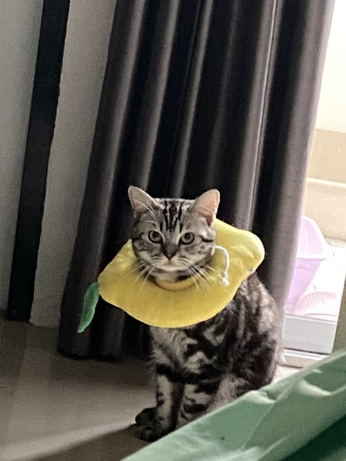 เมมโม่