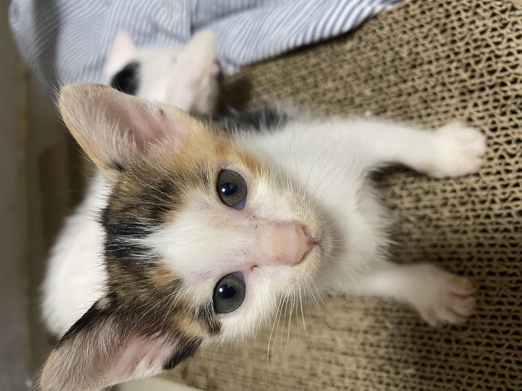 ตามหาเจ้าของแมว น้องอายุ1เดือน ขี้อ้อนน่ารัก