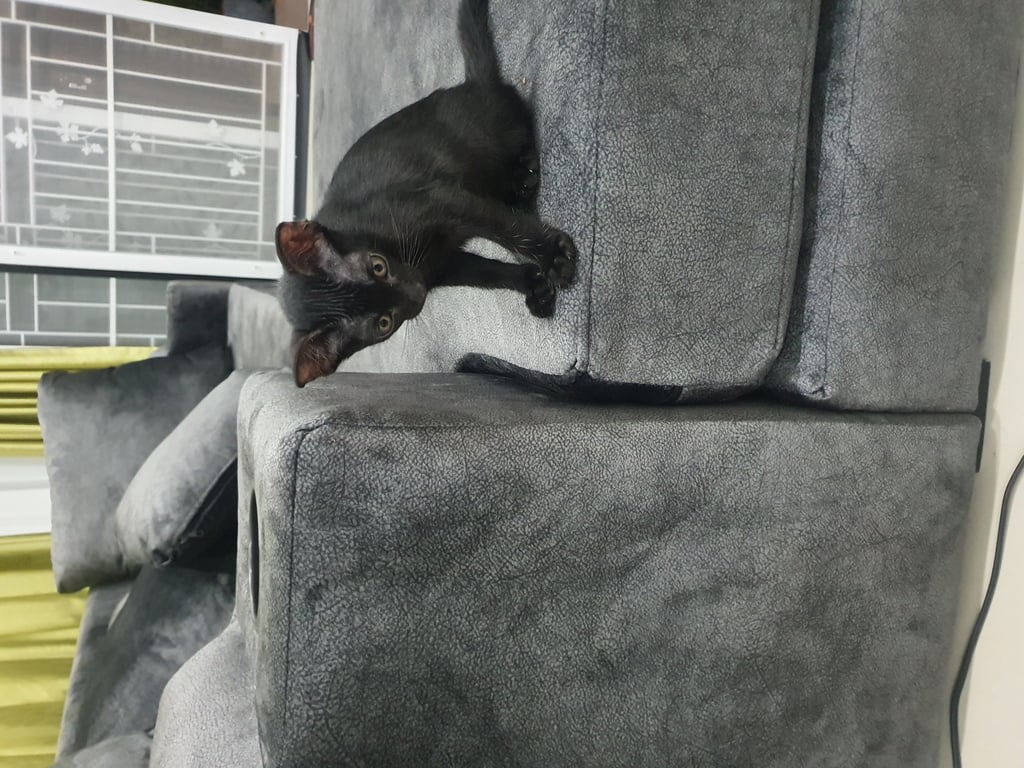 ตามหาเจ้าของแมว 