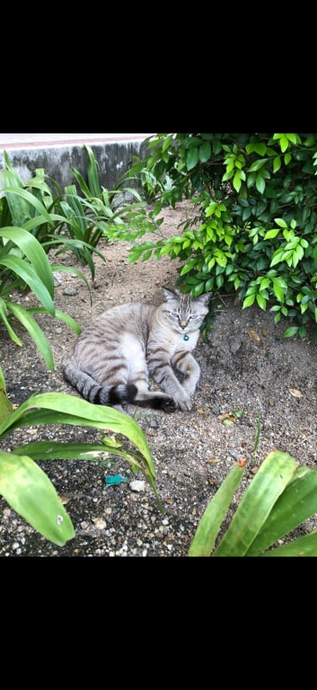 ลาเต้