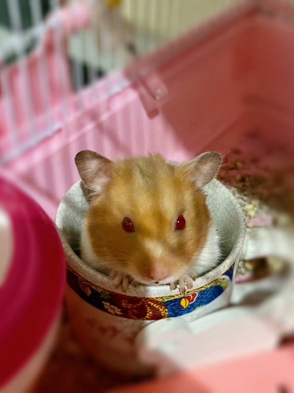 ลูกชุบ