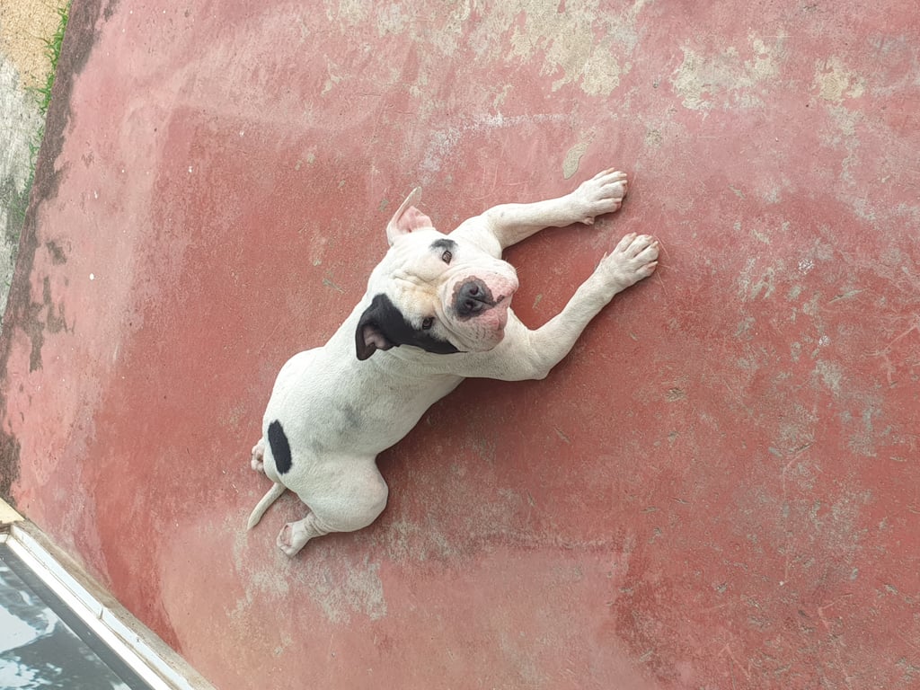 ตามหาเจ้าของหมา 