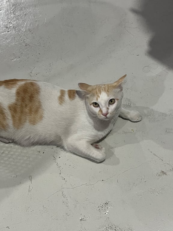 ข้าวหอม
