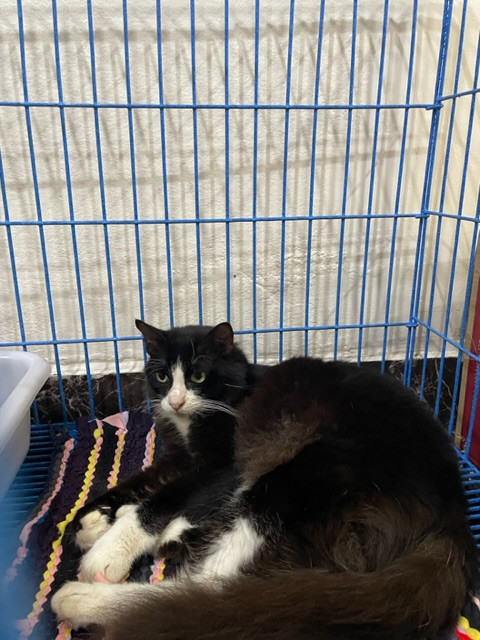 ตามหาเจ้าของแมว ลำตัว สีดำ หางฟู หน้ากากขาว  ลักษณะเหมือนเป็นแมวพันธุ์ผสม ( น่าจะแมวไทยผสมแมนคูน)