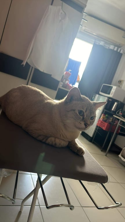ไข่ตุ๋น