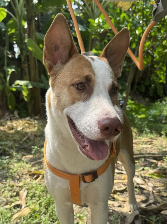 ตามหาเจ้าของหมา เนื่องจากทำการประกาศหาเจ้าของน้องแล้วเป็นเวลา1สัปดาห์แล้วไม่เจอเจ้าของ หรือข่าวคราวเจ้าของ จึงต้องหาบ้านให้น้อง

น้องเป็นพันธุ์ไทย เพศเมีย ทำหมันแล้ว หูตัง เท้าใหญ่ 
นิสัย: น่ารัก ขี้อ้อนมาก เชื่องมากกก ไม่ดุกับคนเลย ปรับตัวเก่ง แต่กับหมาด้วยกันก็มีฮือฮ่ากันบ้าง

ขอคนที่พร้อมเลี้ยงจริงๆ เพราะน้องหลงมาลักษณะนิสัยเป็นหมาบ้าน อึฉี่เป็นเวลาเป็นที่ทาง กินไม่มูมมามมีวินัย ขอบ้านมีรั้วรอบขอบชิด เพราะน้องเวลาหลุดไปข้างนอกกลับบ้านไม่ถูก

สาเหตุที่เลี้ยงไม่ได้คือ มีน้องหมาที่อายุเยอะอยู่เดิมแล้ว อ้วนเกินเกณฑ์ด้วย เวลากัดกันกลัวหมาแก่จะบาดเจ็บหนัก ด้วยน้ำหนักที่มากเกินทำให้พาไปหาหมอลำบาก จึงไม่สะดวกเลี้ยงน้องตัวใหม่ได้