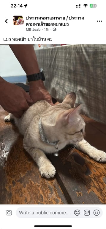 ตามหาเจ้าของแมว 