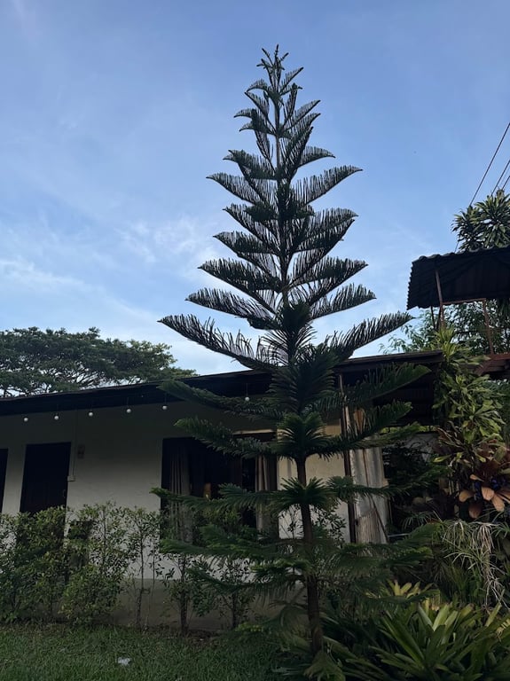 Niche Khaoyai
