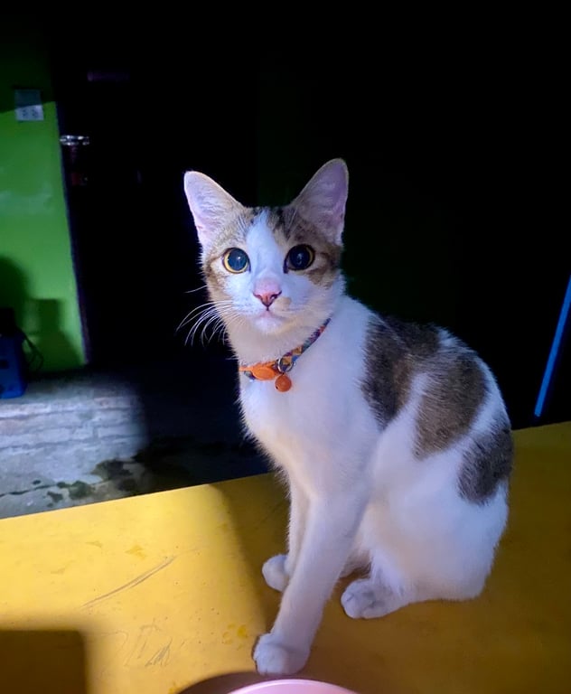 ตัวเล็ก