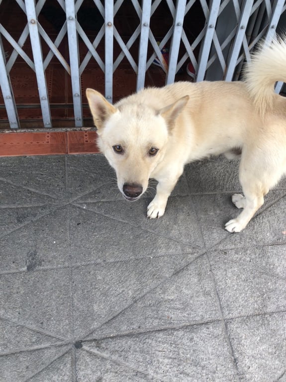 ตามหาเจ้าของหมา ตัวเตี้ย สีขาวทั้งตัว มีปลอกคอสีแดง