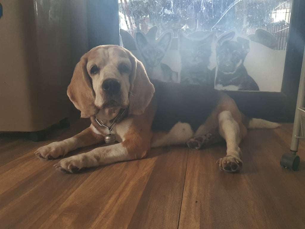 ตามหาเจ้าของหมา 