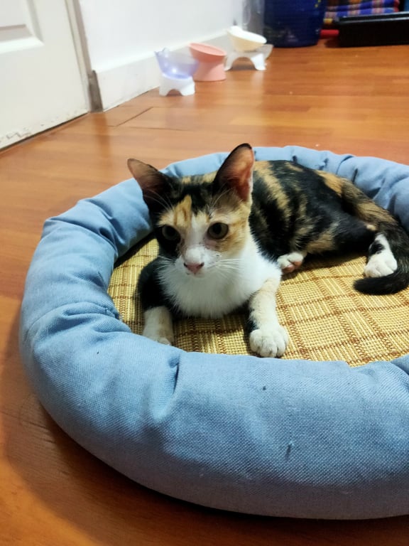 ตามหาเจ้าของแมว อายุประมาณ 5-6 เดือน สามสีแขวฝั่งซ้านสีดำ ฝั่ขวาสีขาว