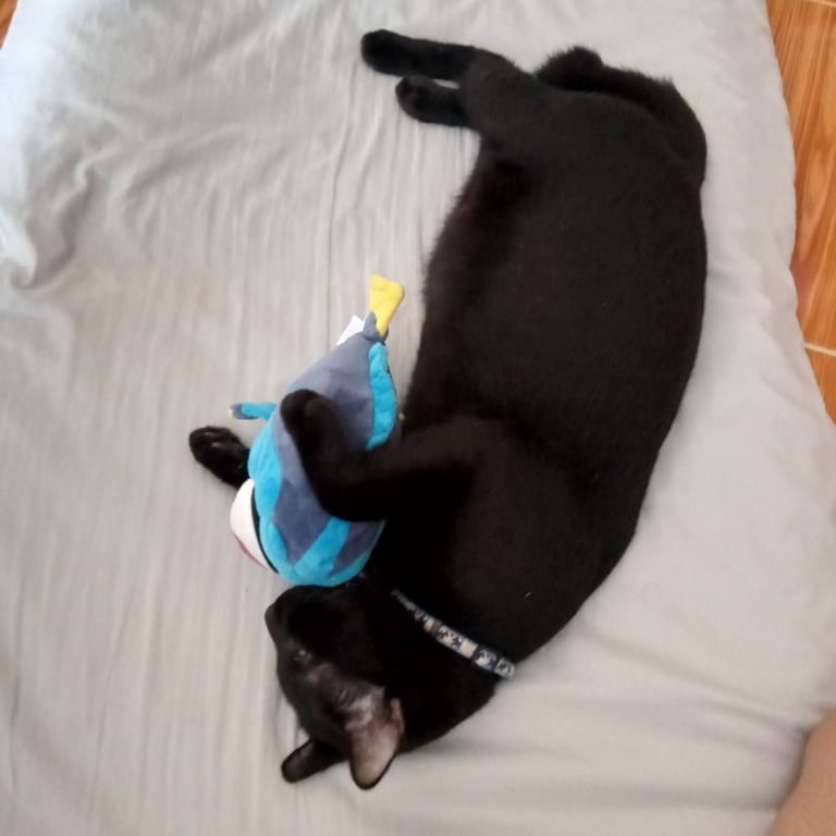 ดัมมี่