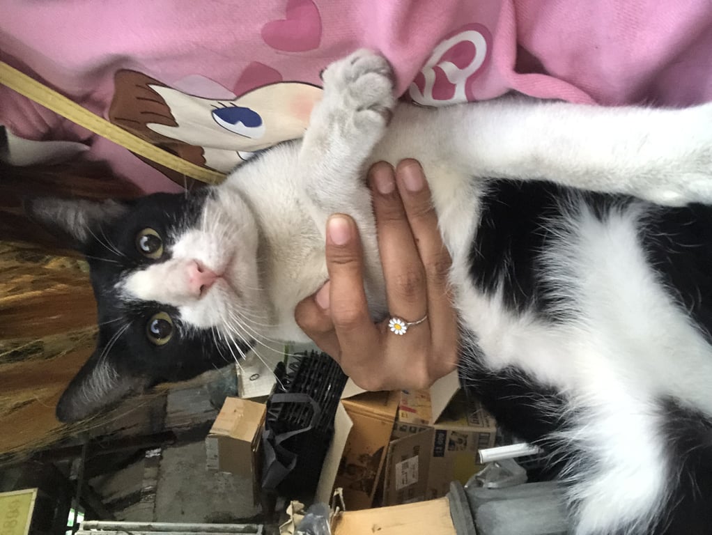 ตามหาเจ้าของแมว ต้องการหาบ้านให้น้องแมว เพศผู้ พิกัดรังสิต ถ้าใครอยากรับไปเลี้ยงพร้อมทำหมันให้นะคะ