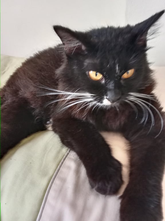 ตามหาเจ้าของแมว แมวสีดำ ขี้อ้อน คางมีสาวและมีจุดกลมๆสีดำที่คาง