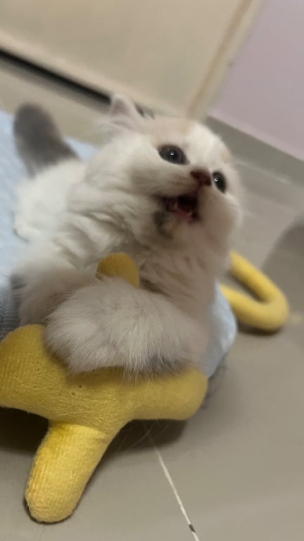 ฮารุ