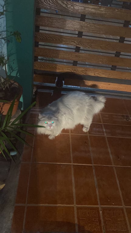 ตามหาเจ้าของแมว น้องไม่มีปลอกคอ ดูหวาดกลัว มอมแมมนิดหน่อย