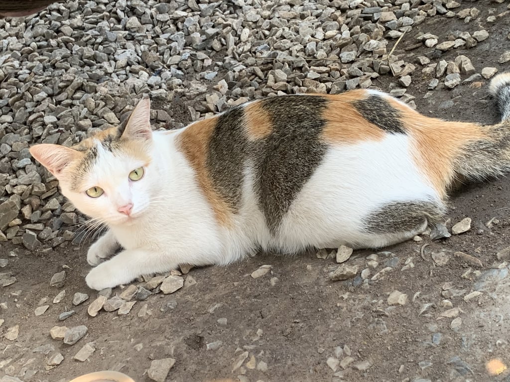 เหยา