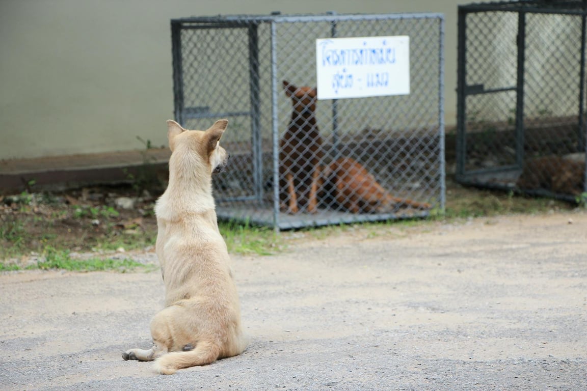 วิกฤตสัตว์จรจัดกว่า 1 ล้านตัวทั่วไทย เก็บภาษีและกำจัดไม่ใช่คำตอบ