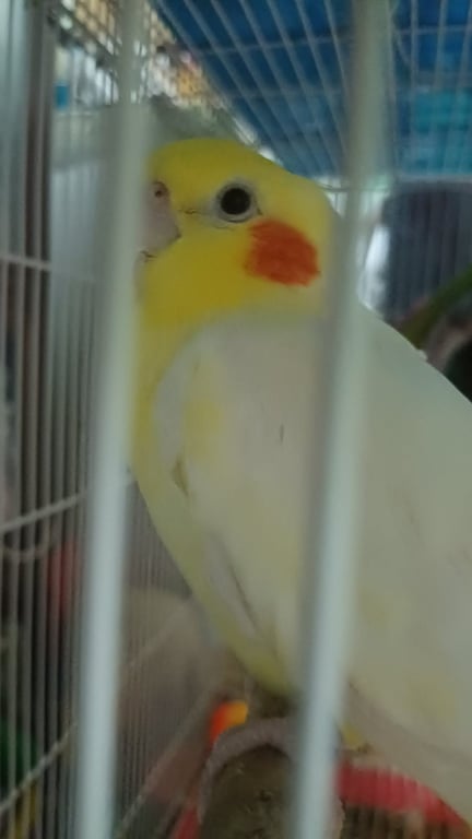 กัมมี่