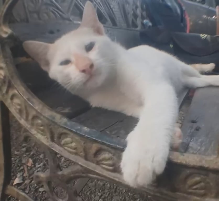 ตี๋
