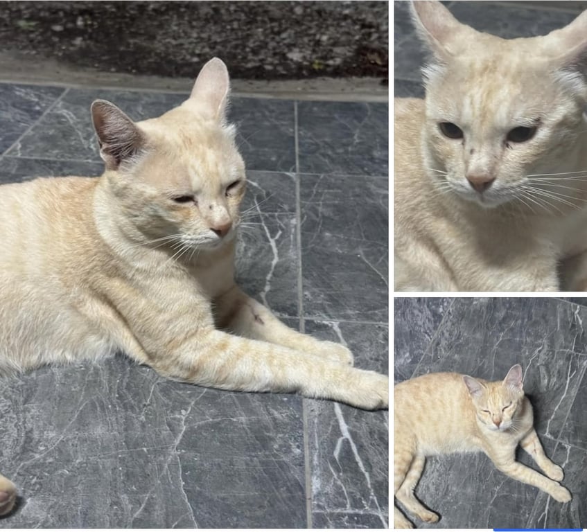 ฝอยทอง