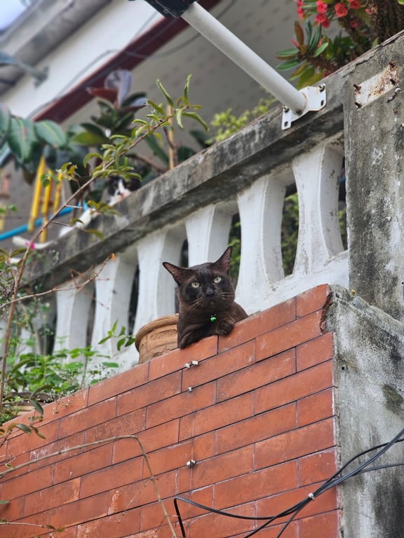 โกโก้