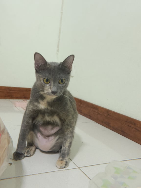 เวกัส