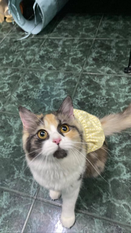 ตามหาเจ้าของแมว น้องแมวใส่ชุดสีเหลือง มีแต้มดำที่คาง