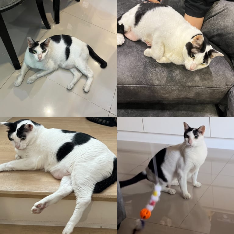 เกาหลี