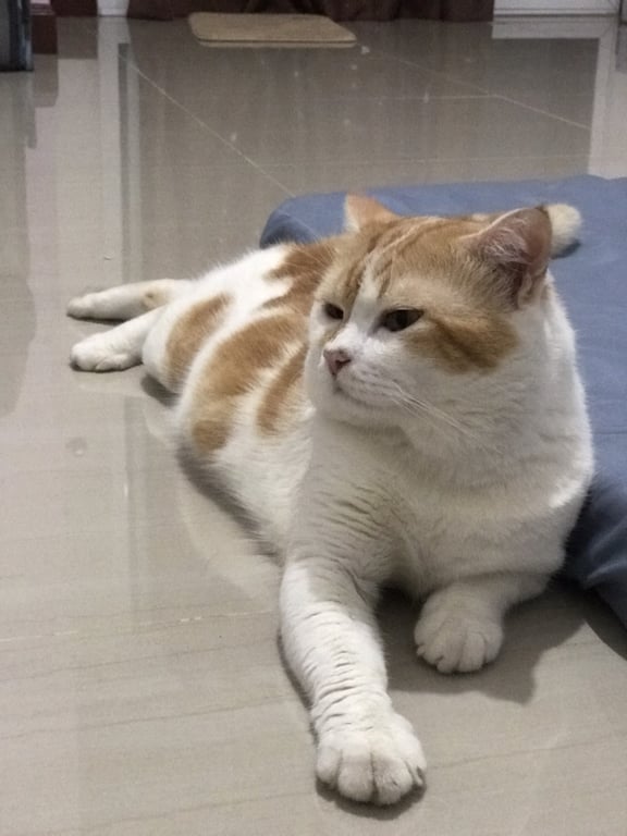 เต้าหู้ (ชื่อเก่า ถังทอง)