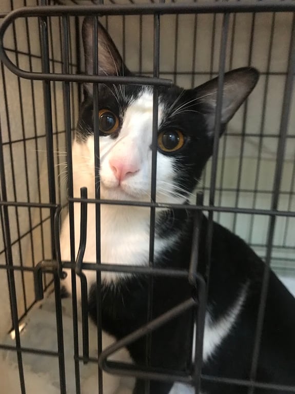 คลินิกด็อกเตอร์เคสัตวแพทย์ Dr.K Veterinary clinic