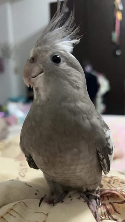 ซิก้า