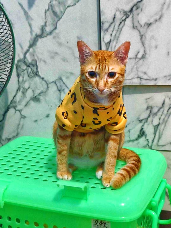 ส้ม