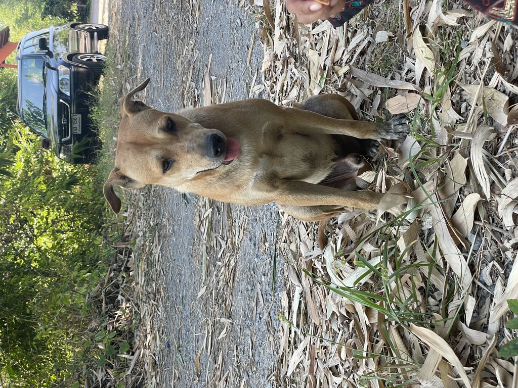 ตามหาเจ้าของหมา ตัวผู้ สุนัขสีน้ำตาล ตรงไหล่2ข้างเป็นสีขาว หูปกนิดๆ ค่ะ