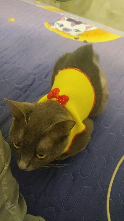โคโค่