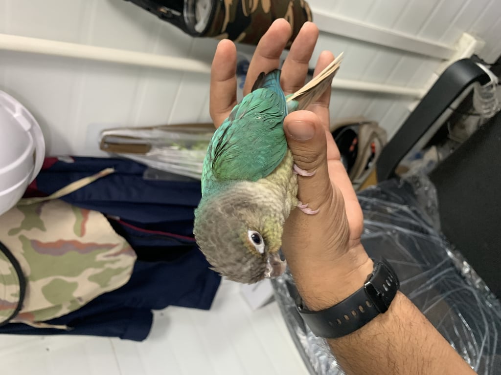 ตามหาเจ้าของนก สีเขียว  แกมน้ำเงิน