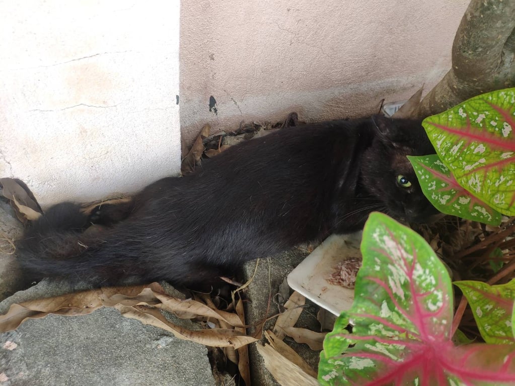 ตามหาเจ้าของแมว ดำ ขนฟู ตาเหลือง