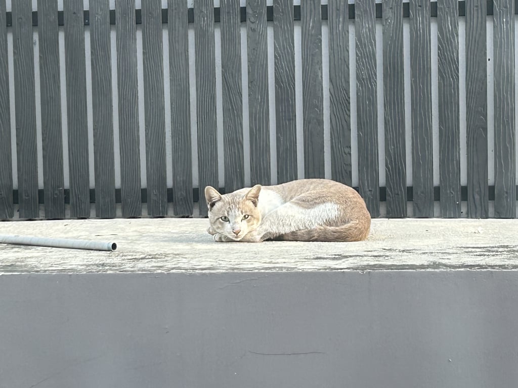 ตามหาเจ้าของแมว น้องตัวใหญ่เหมือนแมวมีเขงจ้าของ