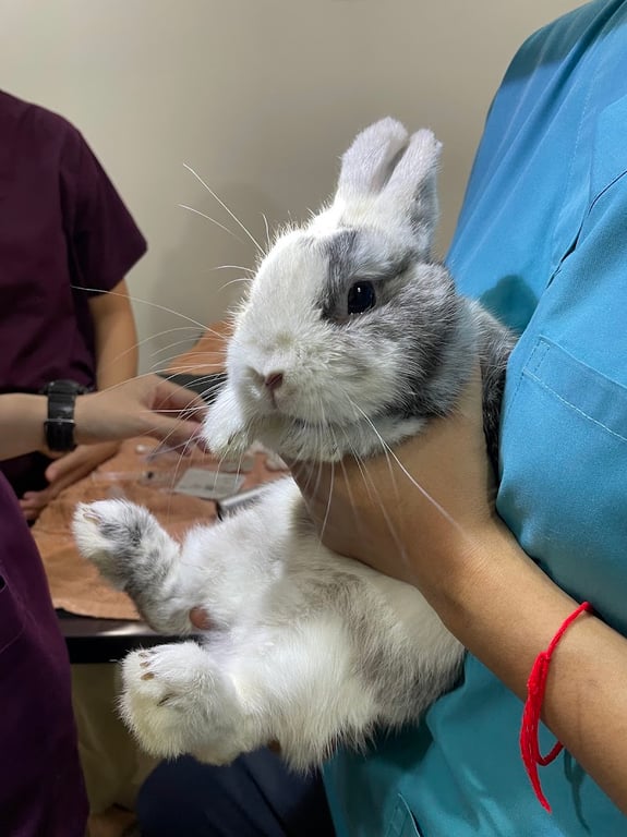 โรงพยาบาลสัตว์เพื่อนเกษตร (PKS Animal Hospital)