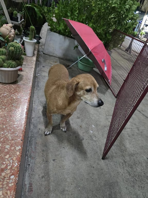 ป้อม