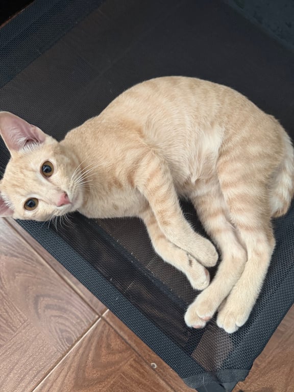 อาเทอร์