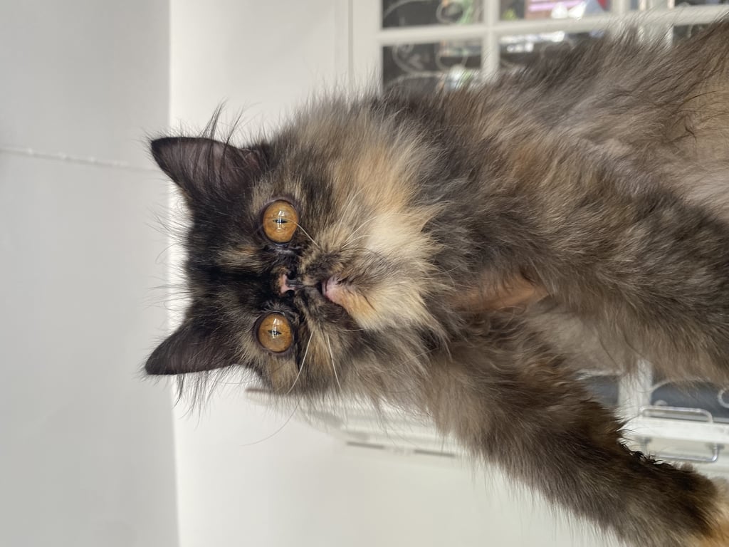 ตามหาเจ้าของแมว แมวขนยาวสีเปรอะ
ตาเหลืองอมส้ม
จมูกเล็กแบน สีชมพู-ดำ